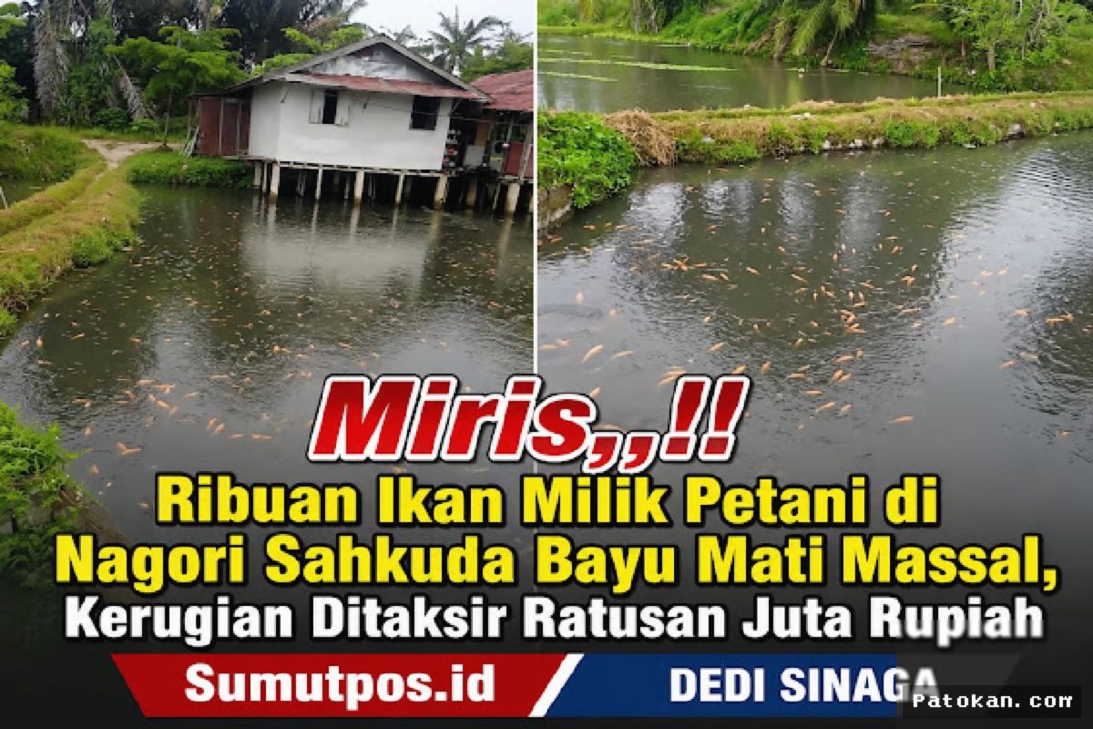 Ribuan Ikan Mati Massal di Simalungun Diduga Akibat Limbah PKS